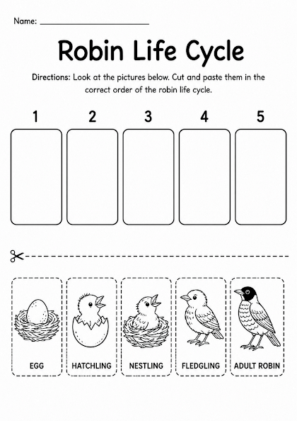 Robin Life Cycle Worksheet