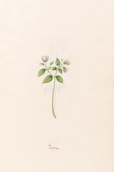 Jasmin 1692