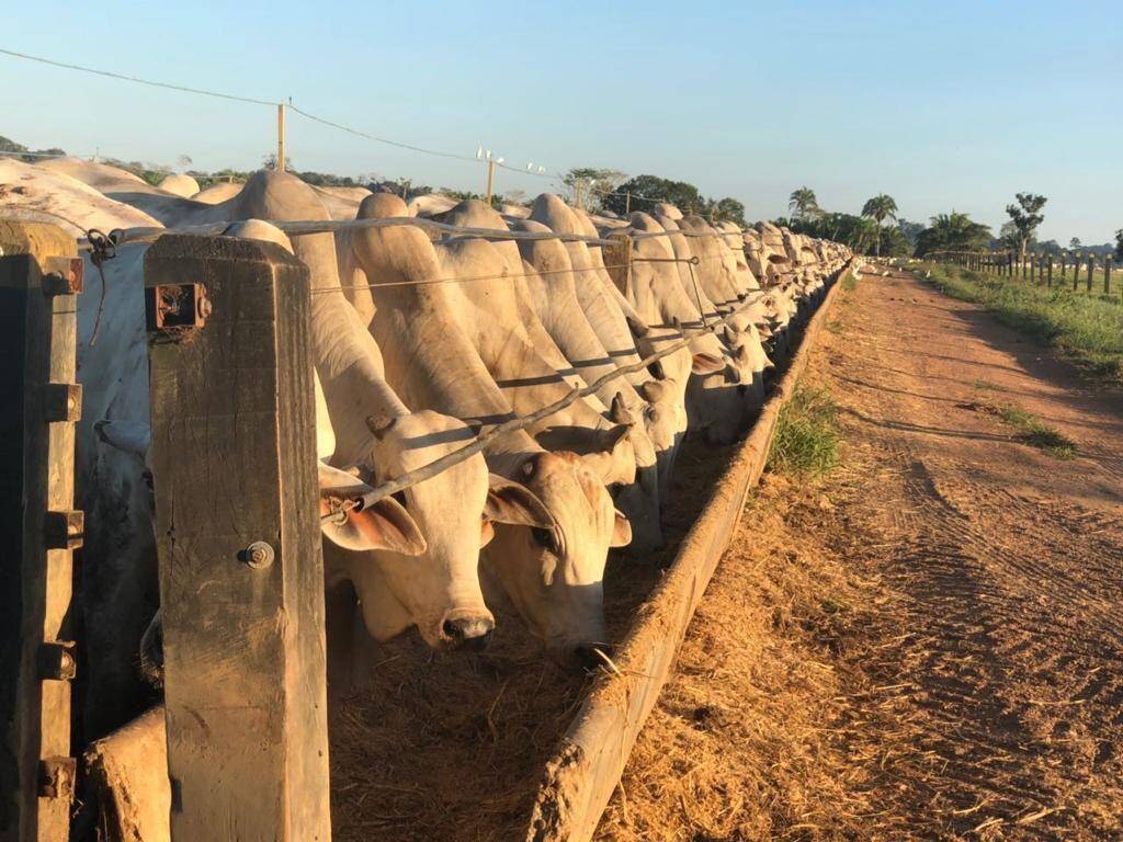 Fazenda em Juara-MT 5