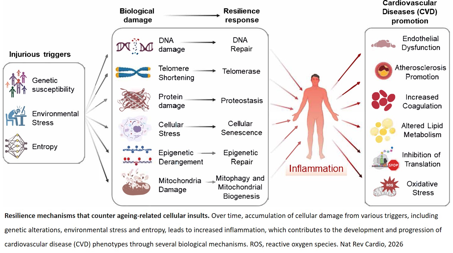 Molecular damage associated with ageing drives inflammation in cardiovascular disease
