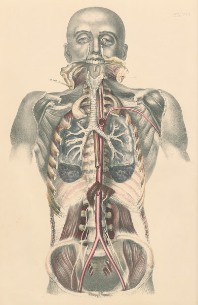 Medical anatomy or Illustrations of the relative position and movements of the i