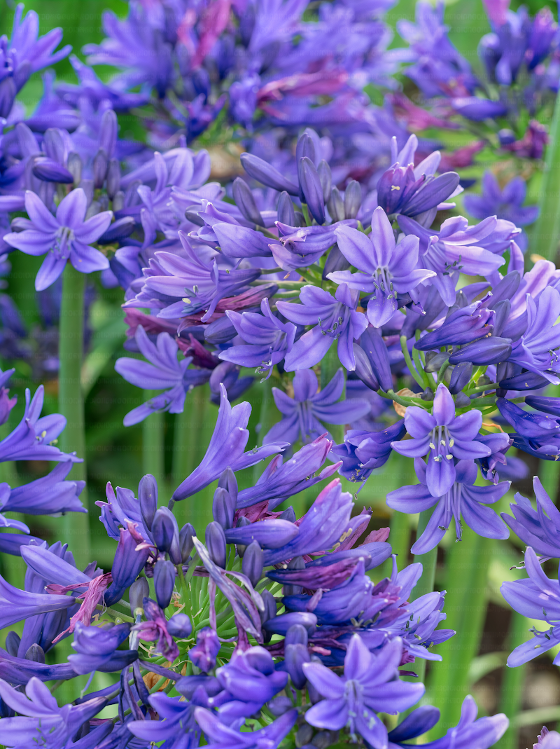 Agapanthus - Pino fiorito in giardino, con infiorescenze blu-violacee
