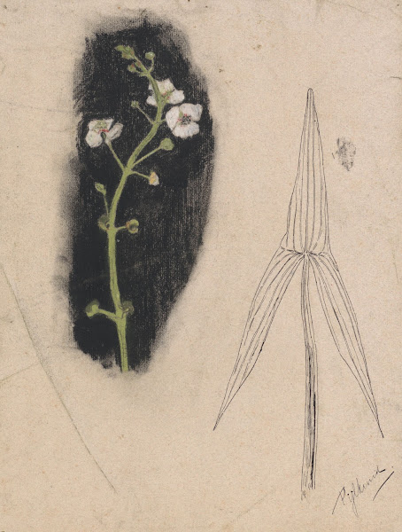 Plantenstudie met pijlkruid 1876   1951