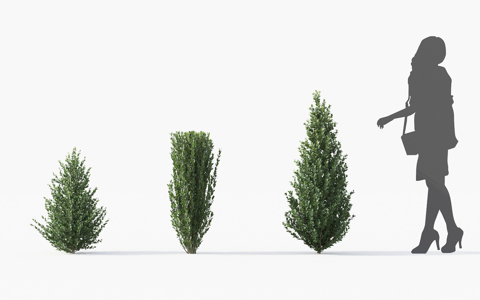 Maxtree - Plant Models Vol.28
