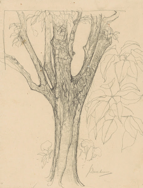 Stam en studies van bladeren 1900 1920