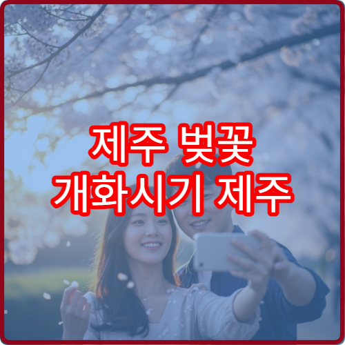 제주 벚꽃 개화시기 제주 왕벚꽃 절정 시기