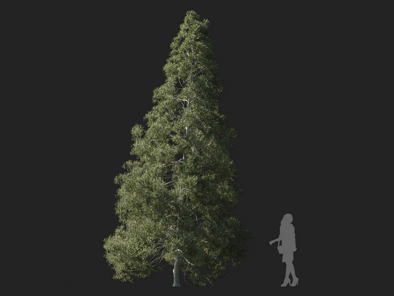 Maxtree - Plant Models Vol.127