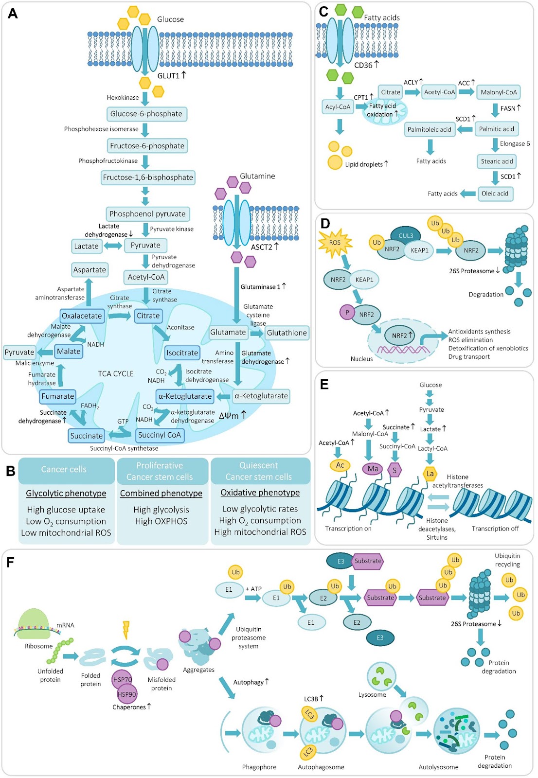 Metabolic and Proteostatic Plasticity of Cancer Stem Cells: Integrating Energy Flexibility, Redox Balance, and Epigenetic Remodeling in Tumor Progression and Therapy Resistance