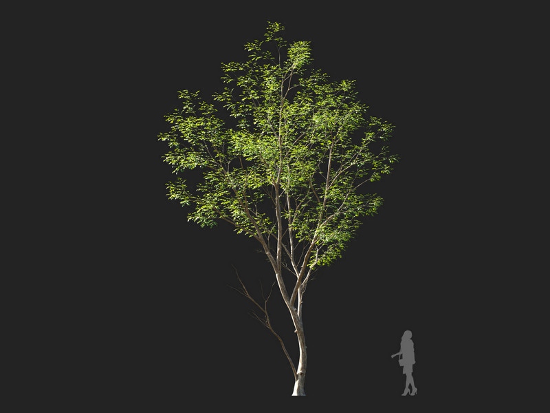 Maxtree - Plant Models Vol.114