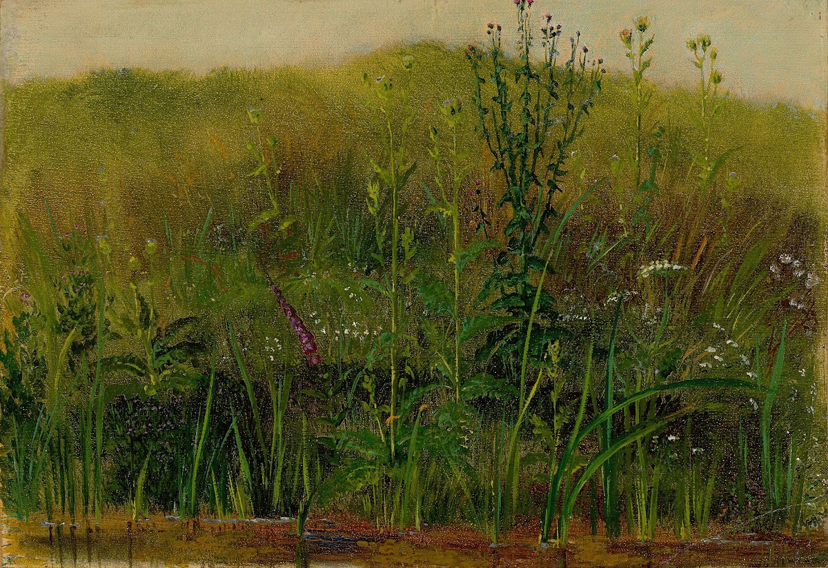 Plants on the bank