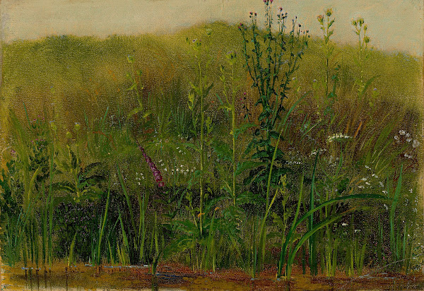 Plants on the bank