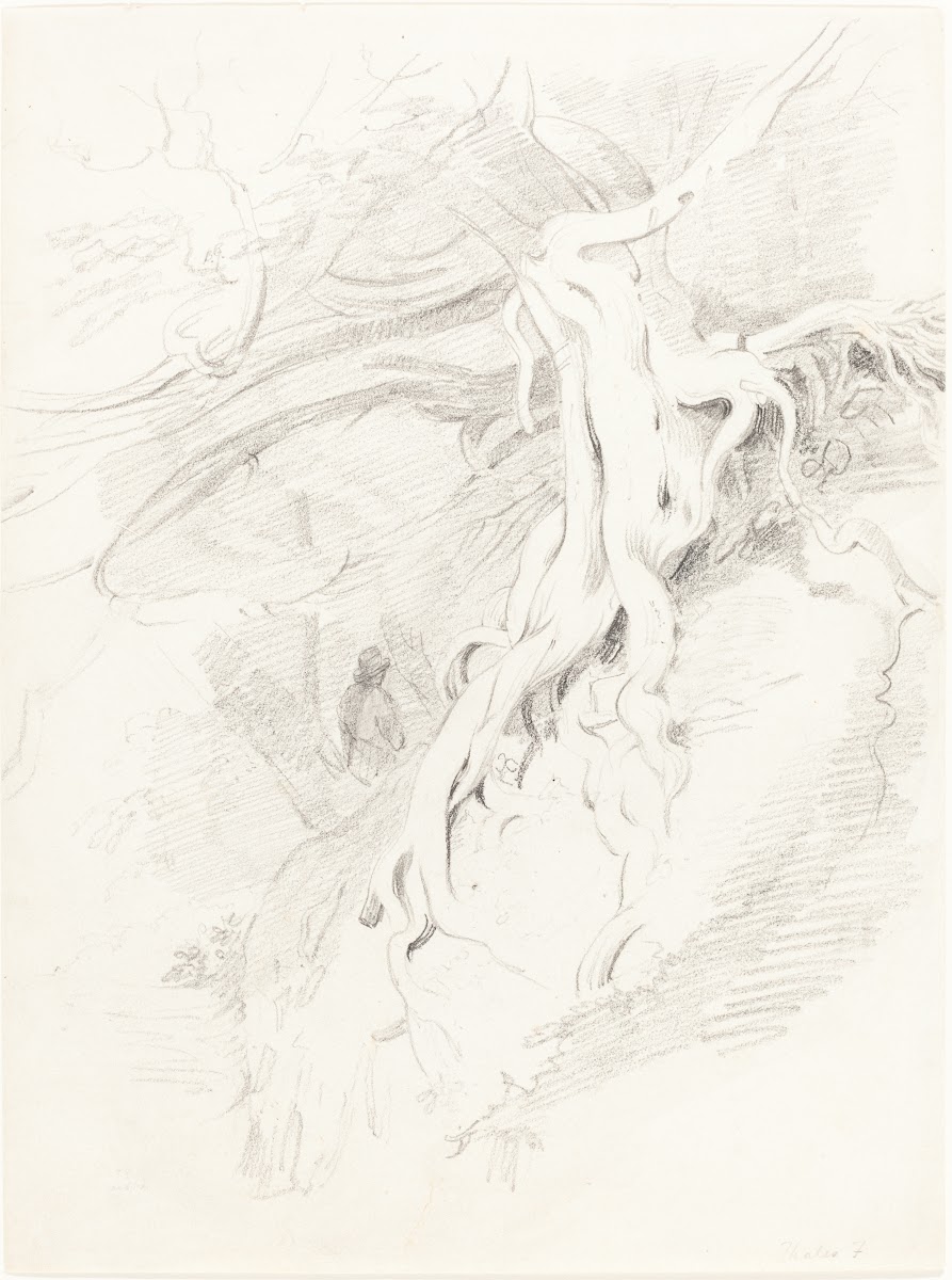 The Yew at Clifton