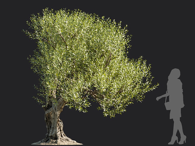 Maxtree - Plant Models Vol.113