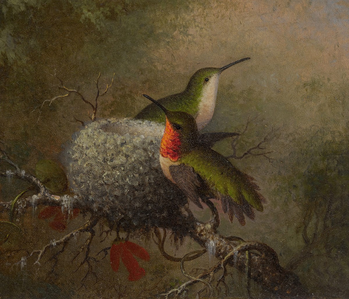 Two Ruby Throats By Their Nest 1862 63