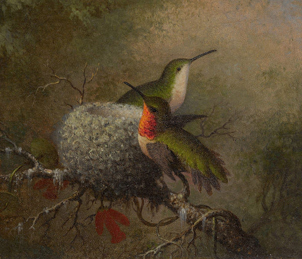 Two Ruby Throats By Their Nest 1862 63