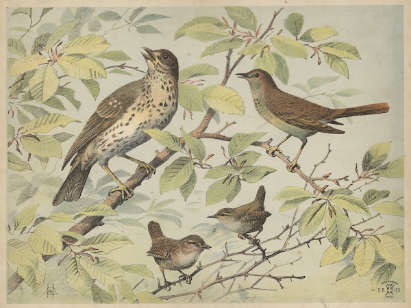 Thrush nightingale and wren 1892