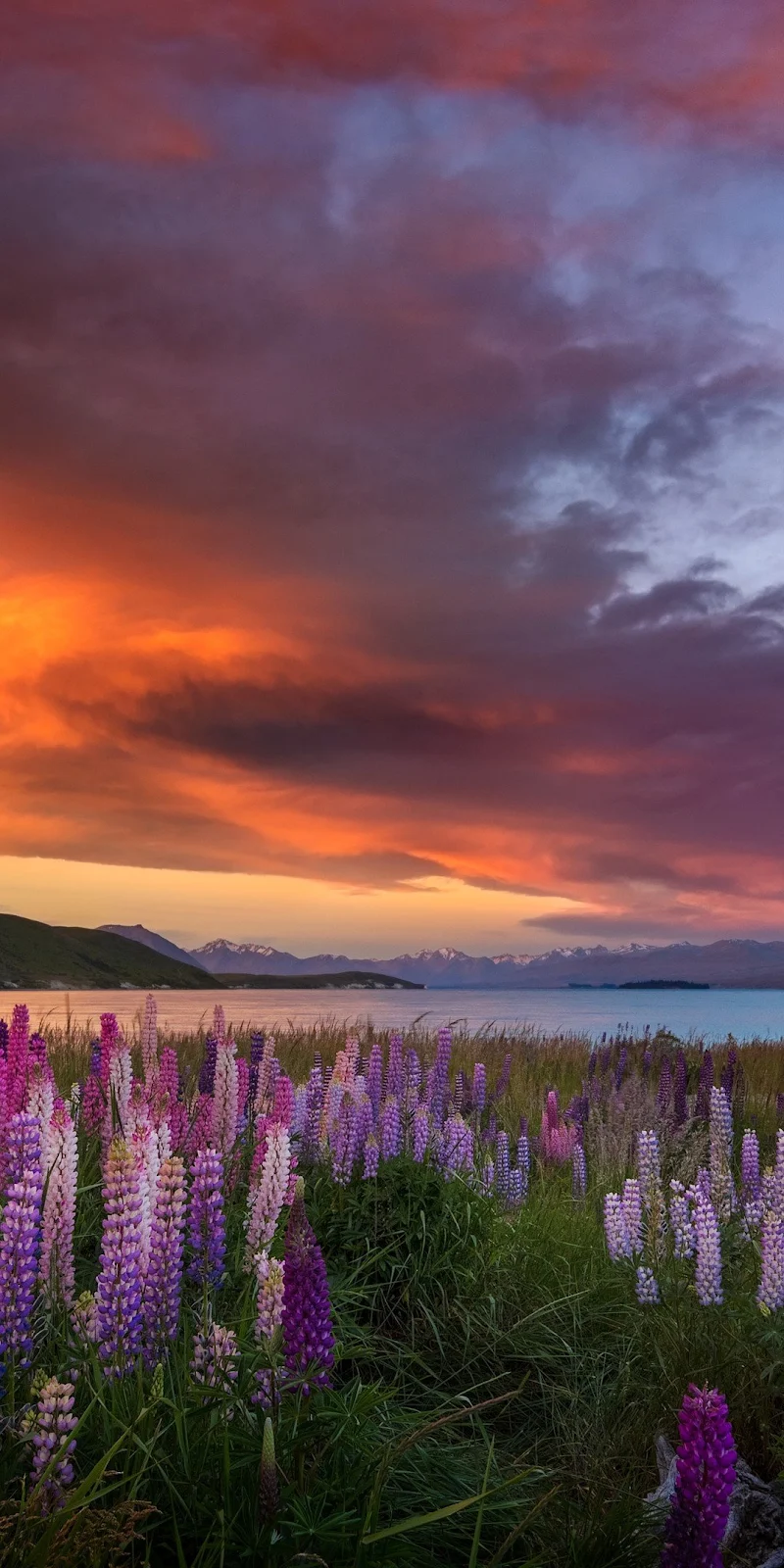 Lupines, Sunset, Landscape, Mountains Full HD iPhone Wallpaper for Free Download in High Quality [1080x2160]