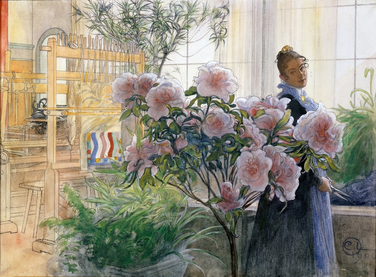 Azalea 1906