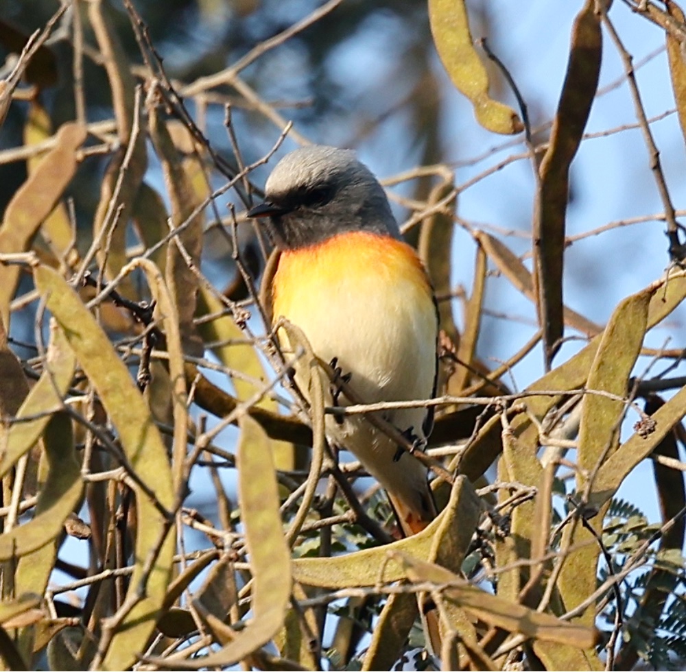 Bay-backed Shrike