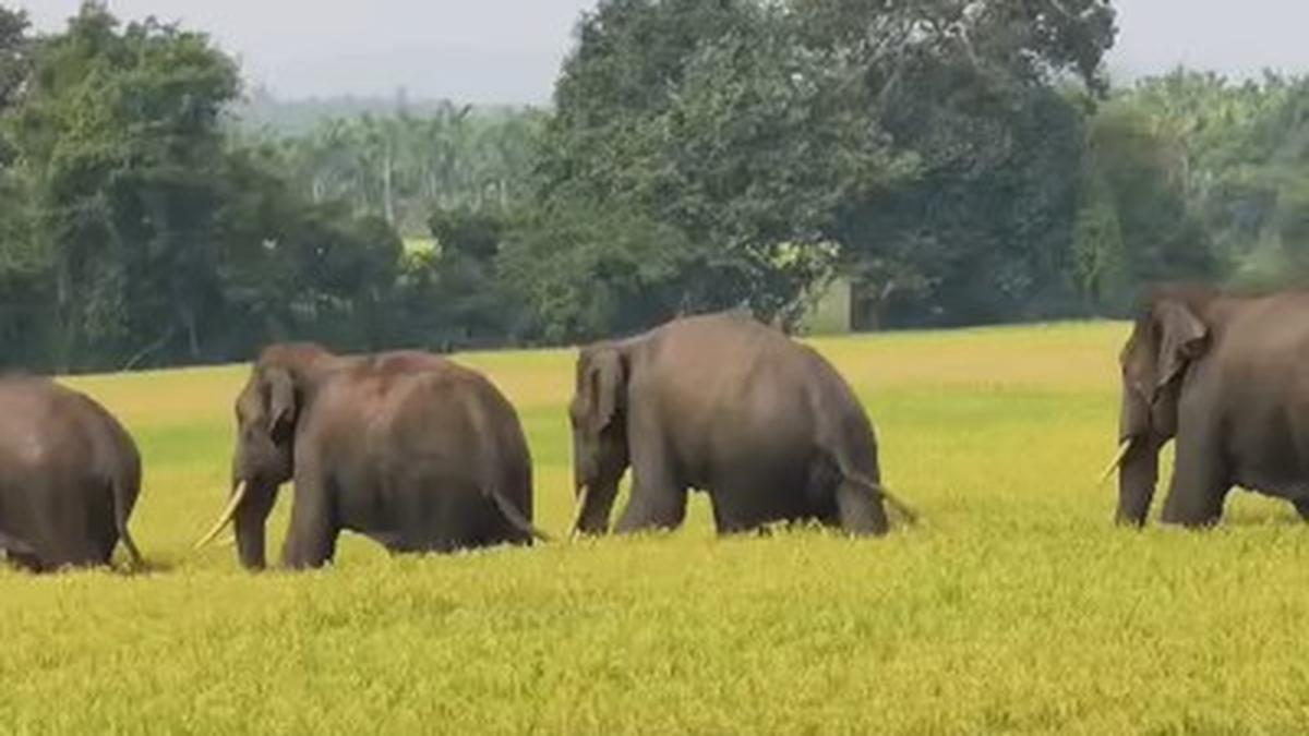 Wild Elephants Roam Paddy Fields in Karnataka’s Sagar Taluk