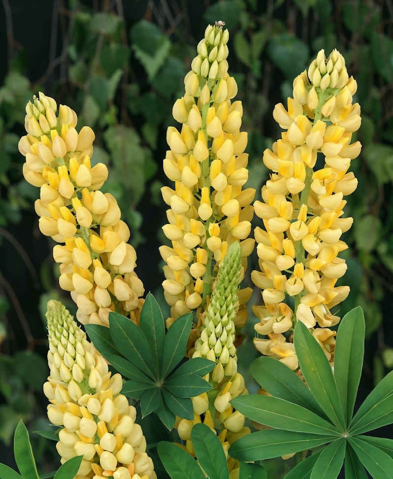 Lupinus polyphyllus 'Russell Chandelier', lupino giallo dorato in giardino