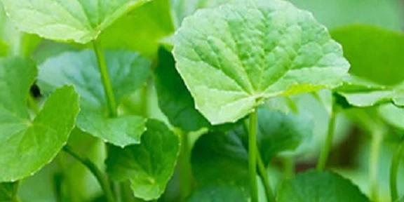 স্মৃতিশক্তি বৃদ্ধি থেকে জটিল রোগের দাওয়াই: অবহেলিত থানকুনি পাতার বিস্ময়কর গুণাগুণ