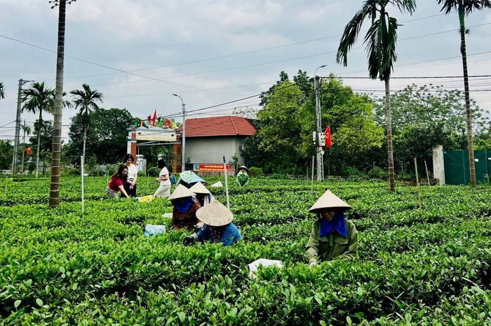 Đảm bảo đời sống người dân Suối Hai bằng cây chè ba trại - Đài Phát thanh và truyền hình Hà Nội