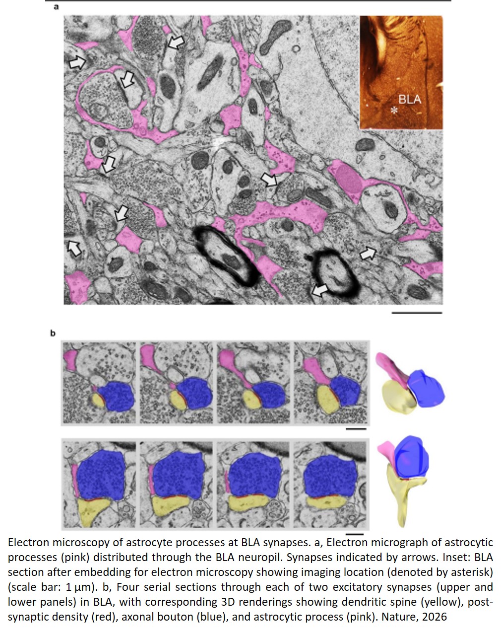Astrocytes enable amygdala neural representations supporting memory