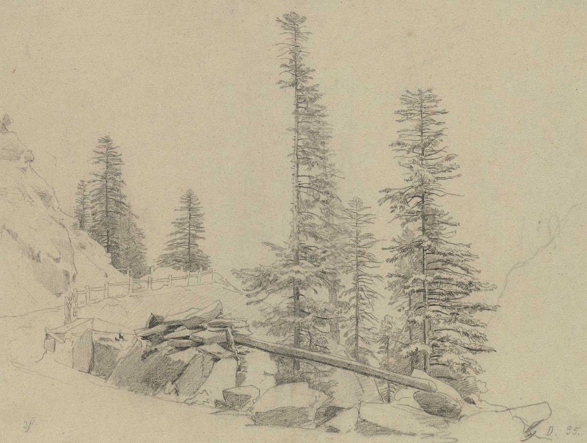 Spruce trees at the Via Mala