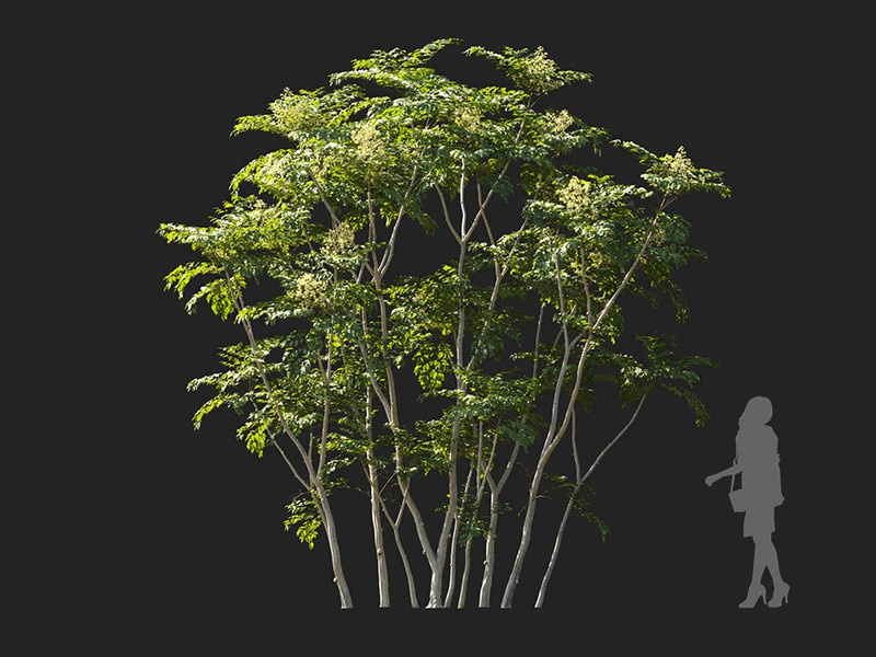 Maxtree - Plant Models Vol.122