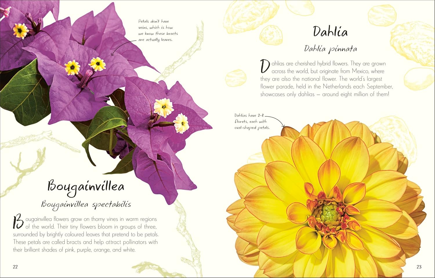 An Anthology of Flowers - thumbnail 3