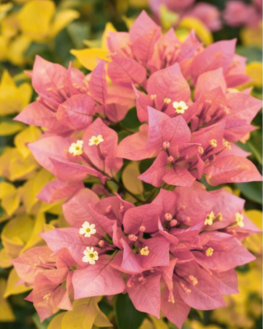 Imported Golden Salmon Double Petal Bougainvillea Plant — view 4