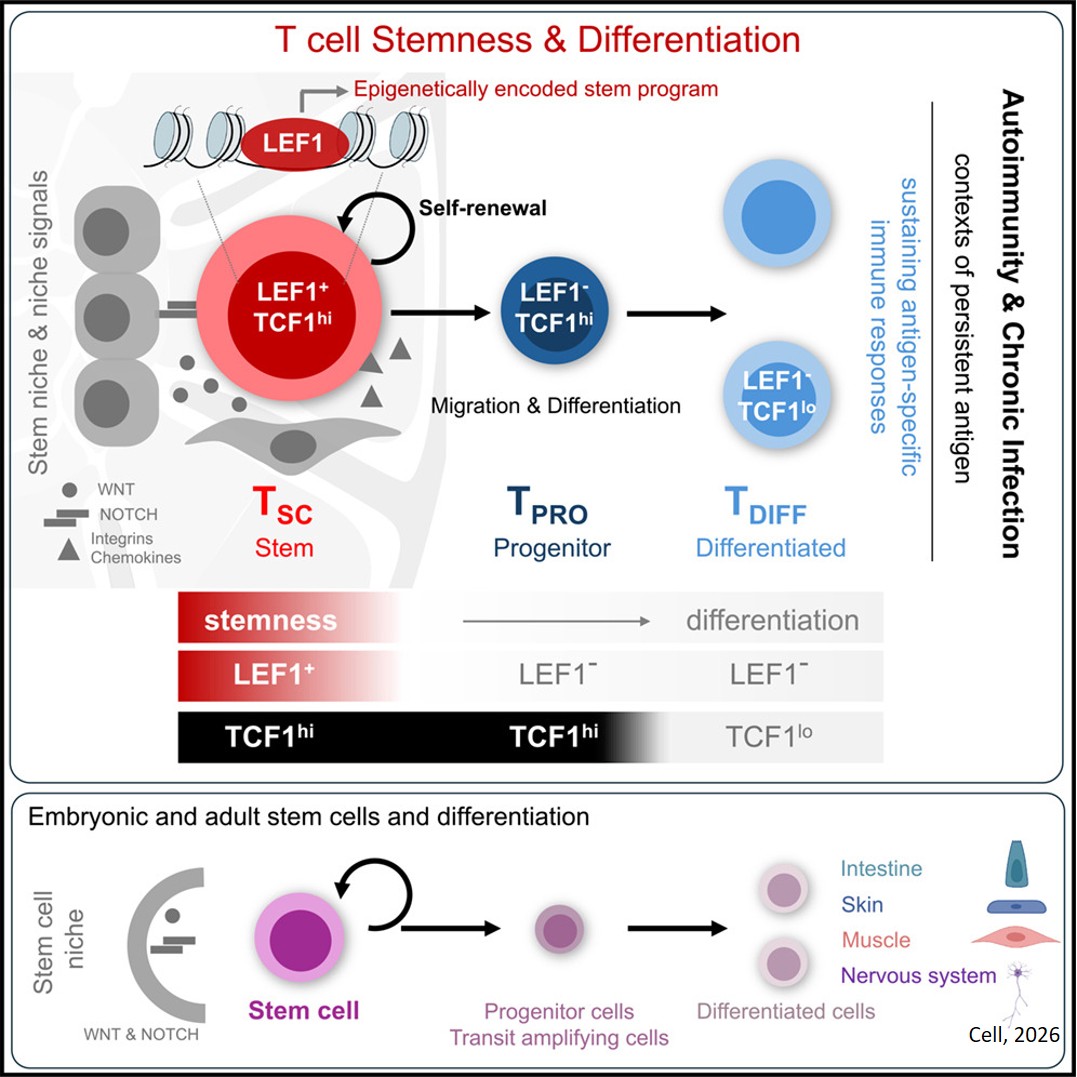Rare stem T cells may hold the key to fighting chronic diseases