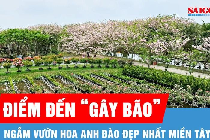 Ngắm vườn hoa anh đào đẹp nhất miền Tây - Báo Sài Gòn Giải Phóng
