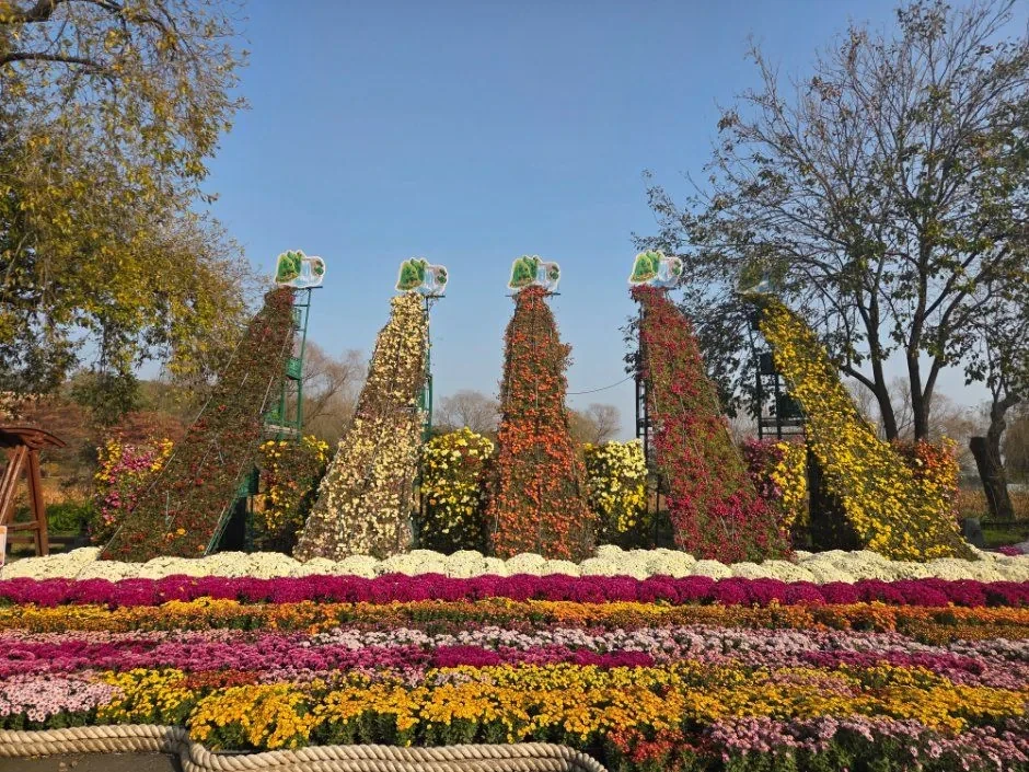 부여국화축제 사진(한국관광공사)
