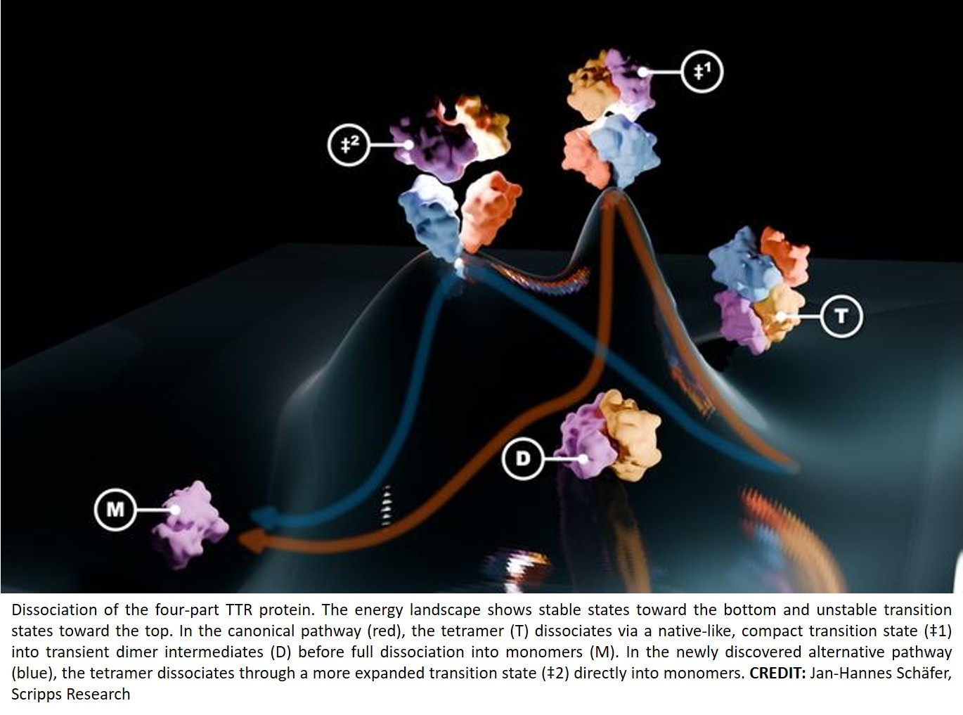 Alternative pathway for transthyretin denaturation!