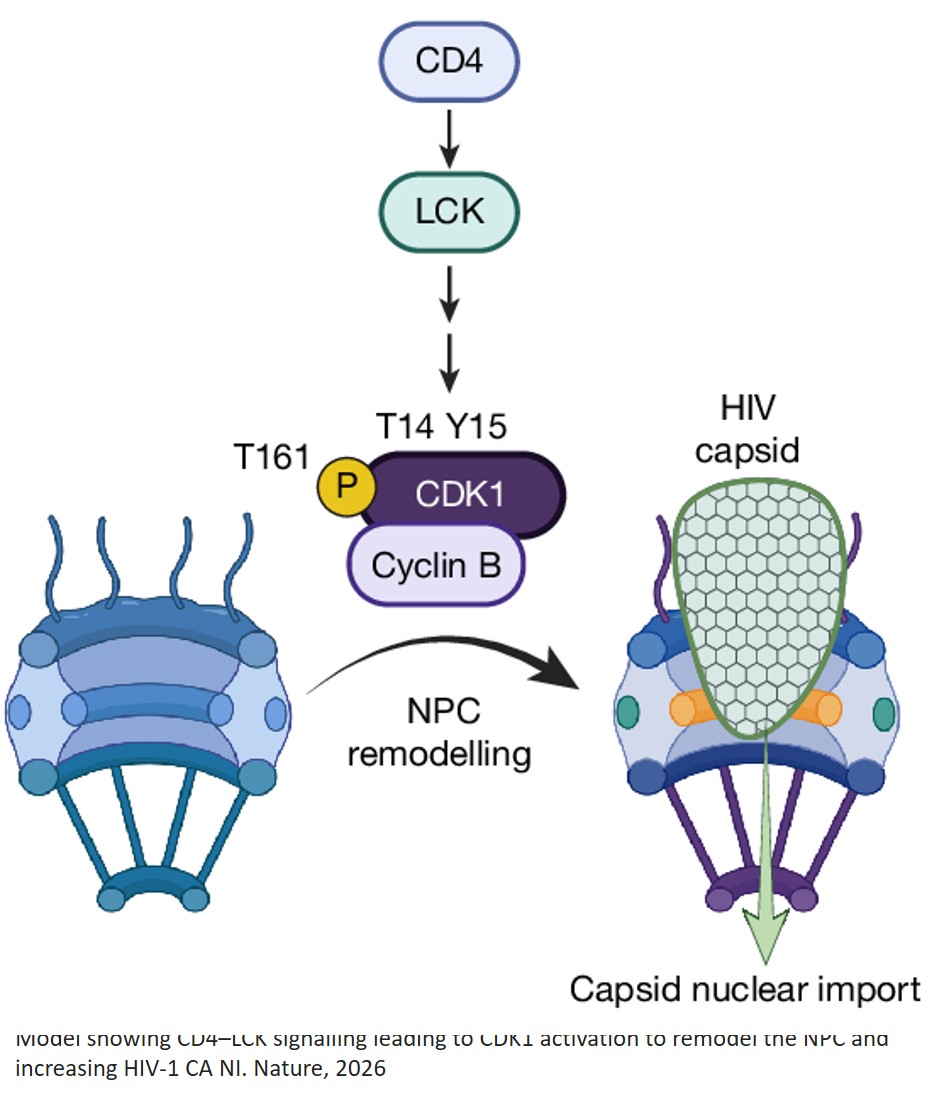 HIV-1 signalling remodels nuclear pores to licence infection