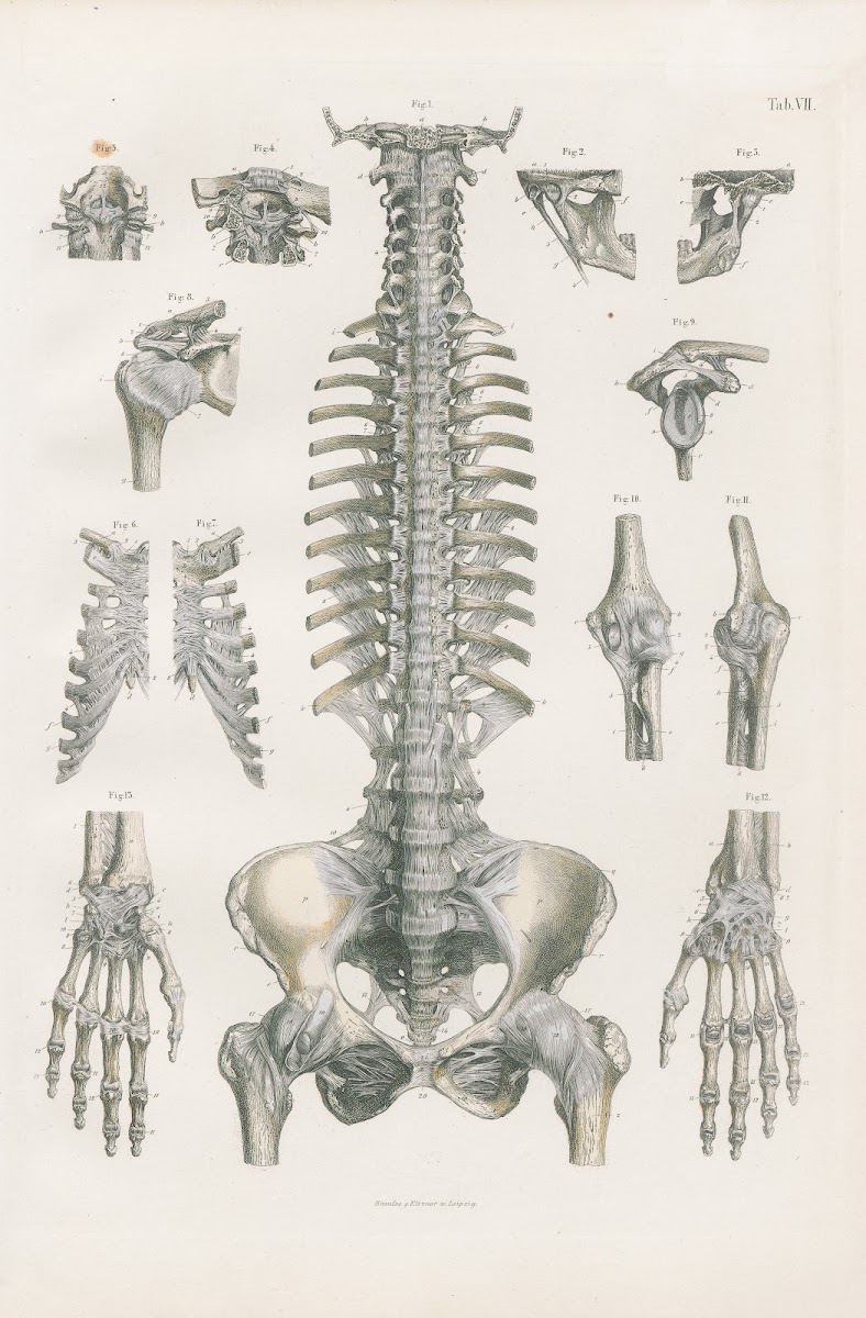 Ligaments of head trunk and upper extremities 1880