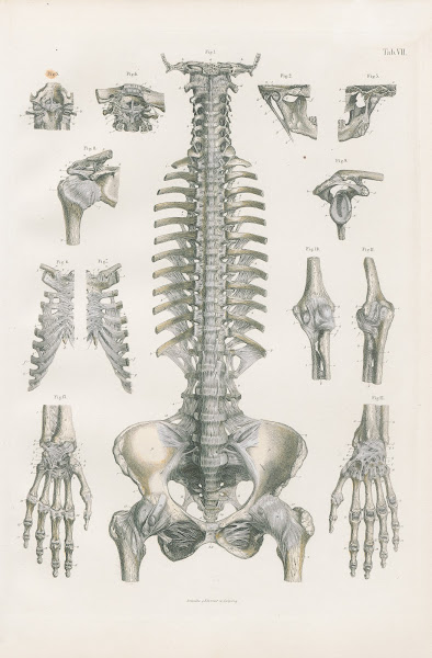 Ligaments of head trunk and upper extremities 1880