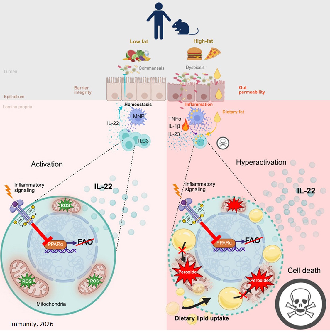 High‑fat diets linked to rapid decline in protective gut immune cells