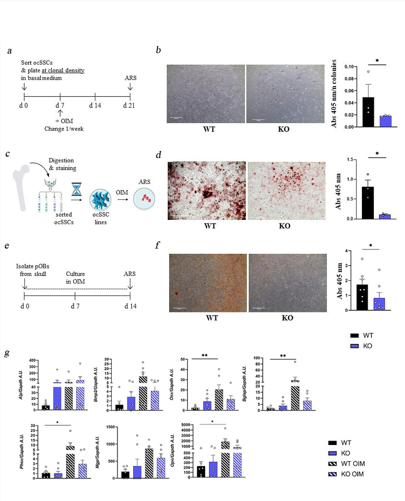Rankl genetic deficiency and functional blockade undermine skeletal stem and progenitor cell differentiation