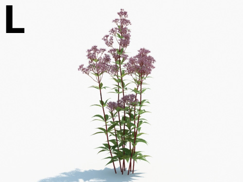 Maxtree - Plant Models Vol.3