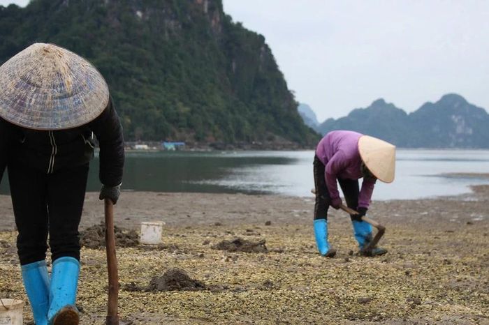 Từng bị e dè vì ngoại hình, sinh vật này nay thành đặc sản đắt đỏ bậc nhất - Báo Tri thức &amp; Cuộc sống