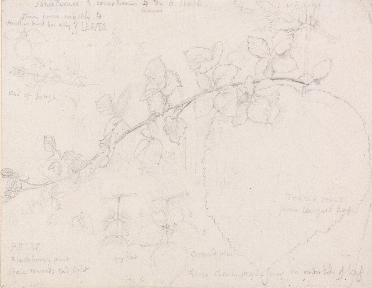 Brambles