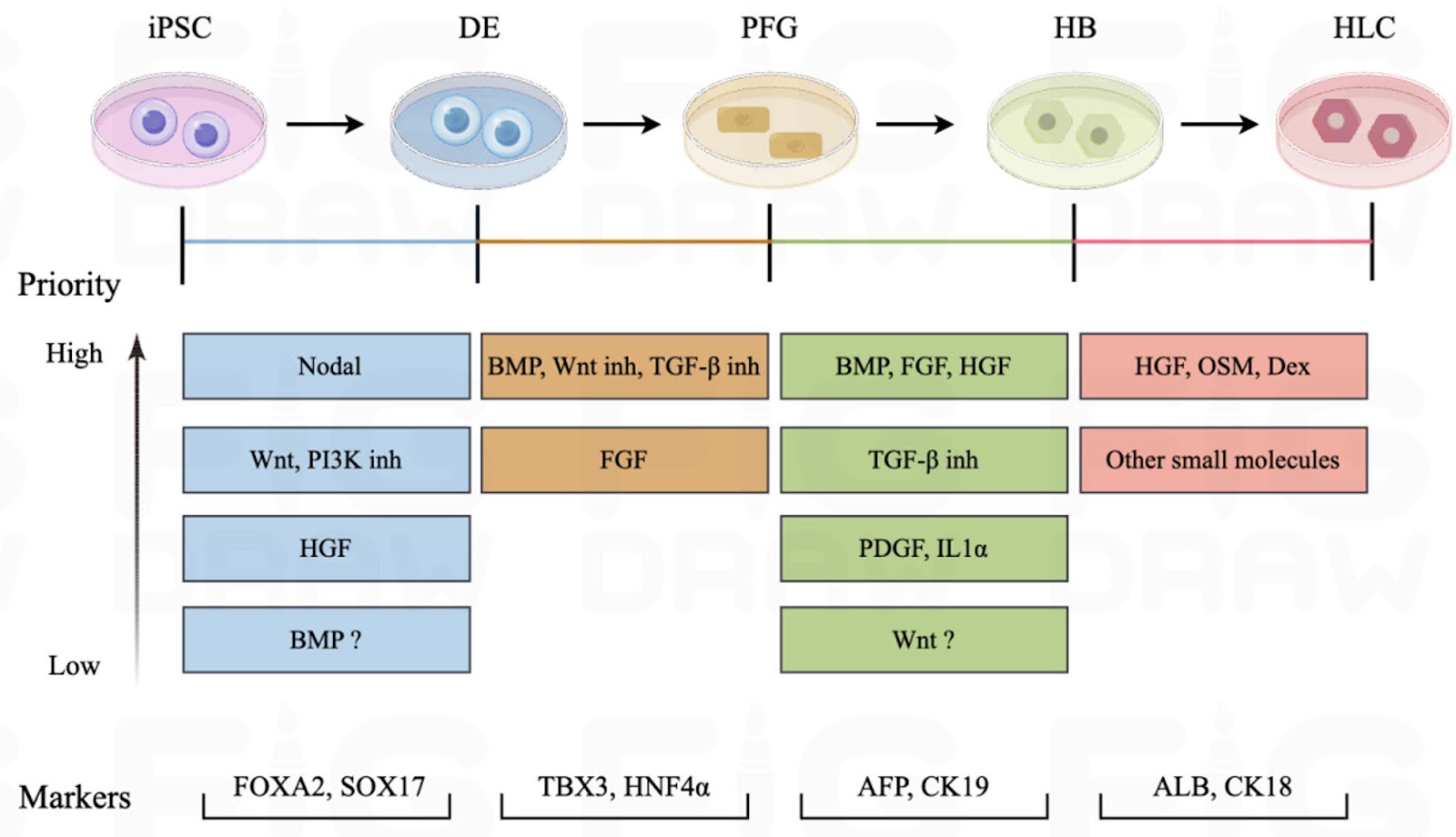 Construction of liver organoid models by hepatobiliary differentiation from human induced pluripotent stem cells: state of the art, challenges and improving strategies