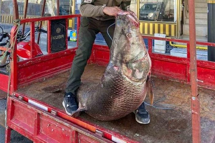 Ngư dân bắt được con cá măng khổng lồ nặng 100kg - Tạp chí Người Đưa Tin