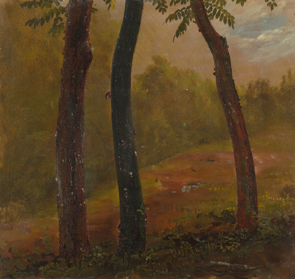 Woodland Scene Jamaica 1865