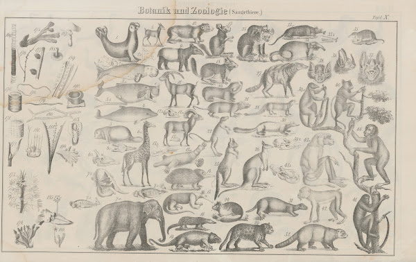 Atlas der Abbildungen Pierers Universal Lexikon Pl14 1848