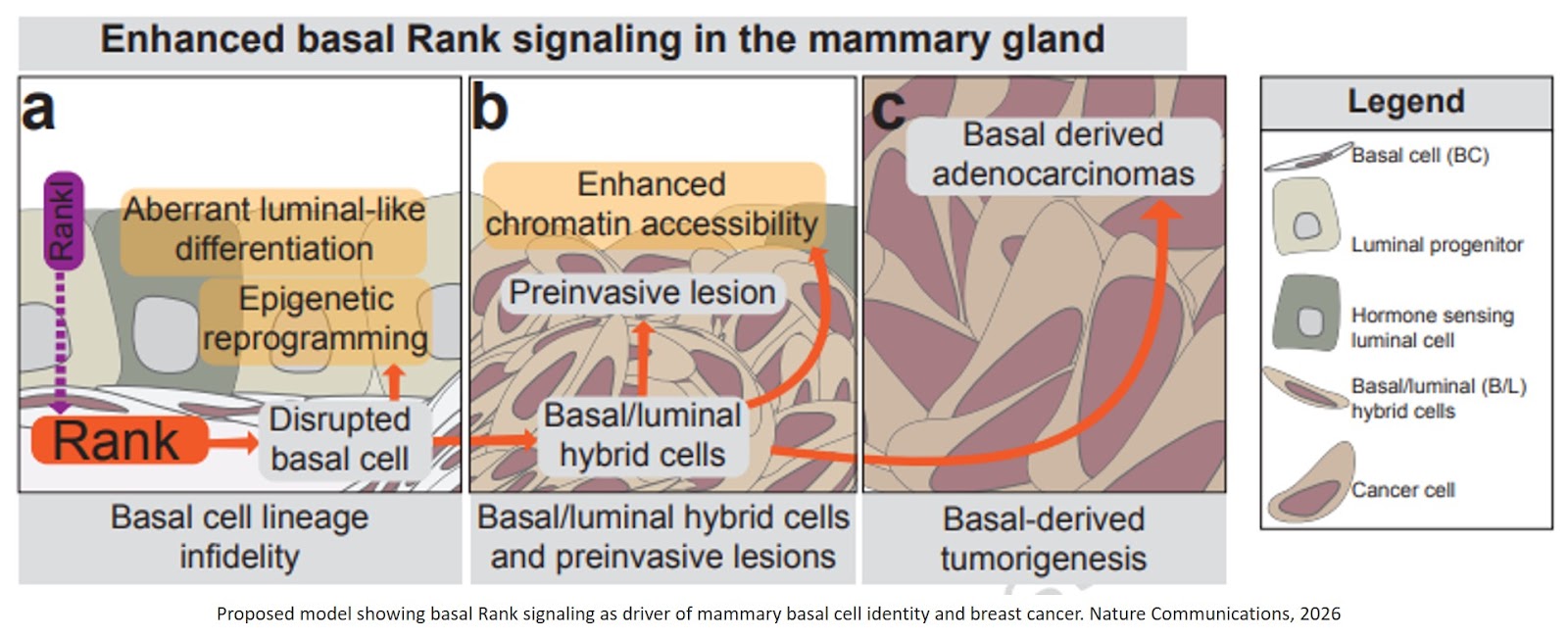 Rank signaling drives basal cell-lineage infidelity leading to mammary tumorigenesis