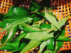 Cá trê rửa sạch, dùng muối rửa cá để cá hết nhớt. Có thể dùng thêm chanh hoặc giấm để khử mùi tanh và giúp cá sạch nhớt nhanh hơn. Để cá thật ráo. Ướp với 1 muỗng cà phê muối hột, 1/2 muỗng cà phê bột ngọt, trộn đều để 15 phút. Chắt bỏ phần nước cá ra để không bị tanh nhé. Tỏi bóc vỏ, băm nhuyễn. Ướp cá với tỏi băm, 1 muỗng cà phê hạt nêm, 4 muỗng canh nước mắm, 1/2 muỗng canh đường. Rau răm lặt bỏ lá sâu rồi rửa sạch.
